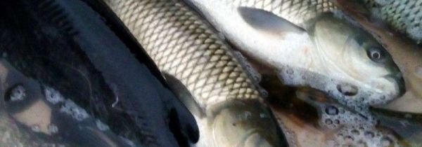 鱼和苹果能一起吃吗