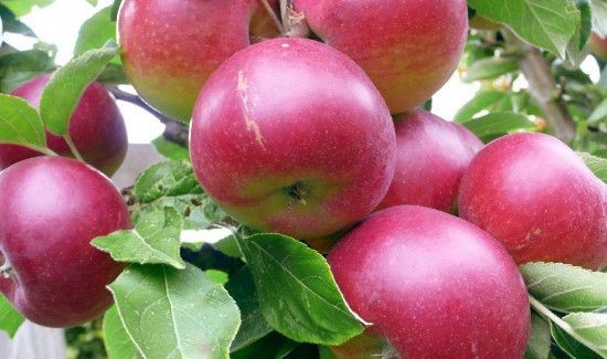 鱼和苹果能一起吃吗