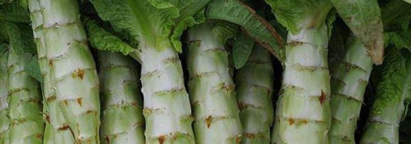 莴苣怎么去皮