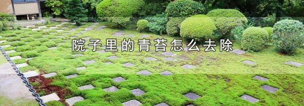 院子里的青苔怎么去除