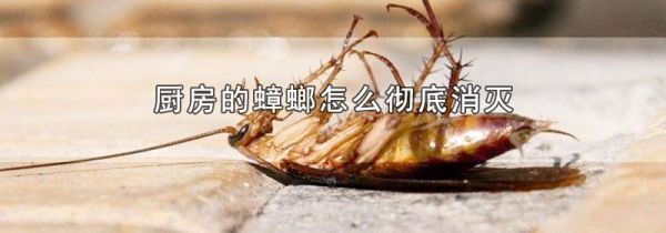 厨房的蟑螂怎么彻底消灭
