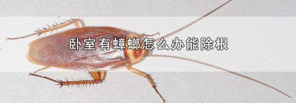 卧室有蟑螂怎么办能除根