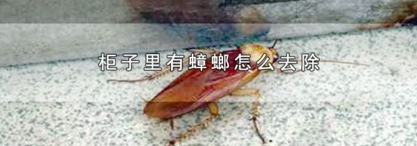 柜子里有蟑螂怎么去除