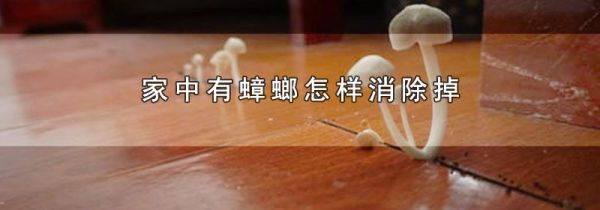 家中有蟑螂怎样消除掉