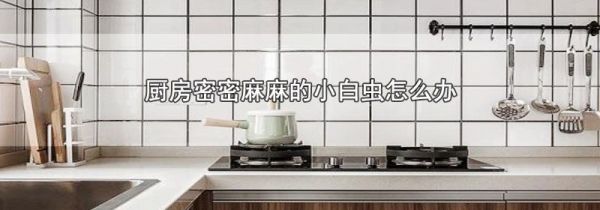 厨房密密麻麻的小白虫怎么办