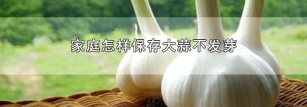 家庭怎样保存大蒜不发芽