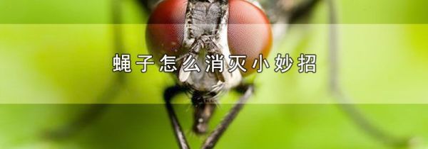 蝇子怎么消灭小妙招