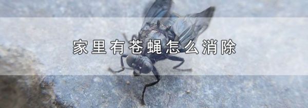 家里有苍蝇怎么消除