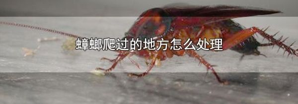 蟑螂爬过的地方怎么处理