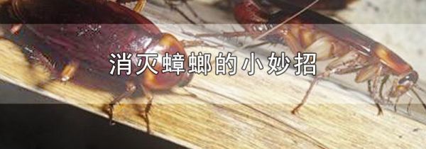 消灭蟑螂的小妙招