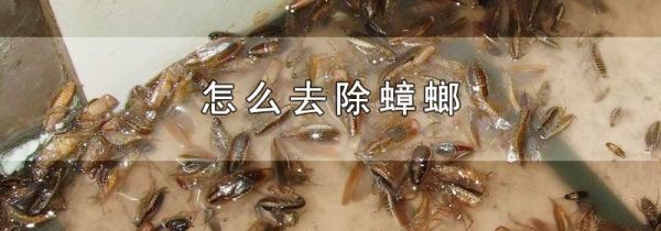 怎么去除蟑螂