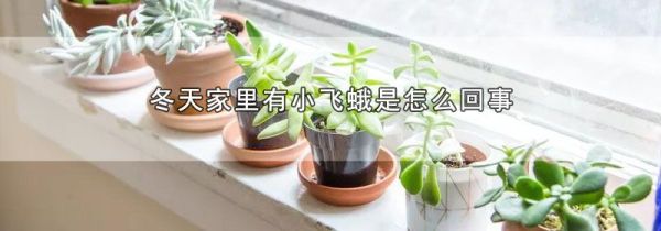冬天家里有小飞蛾是怎么回事