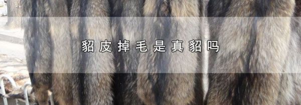 貂皮掉毛是真貂吗
