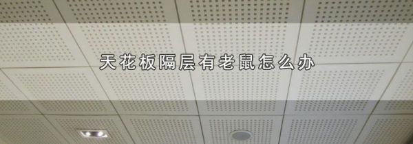 天花板隔层有老鼠怎么办