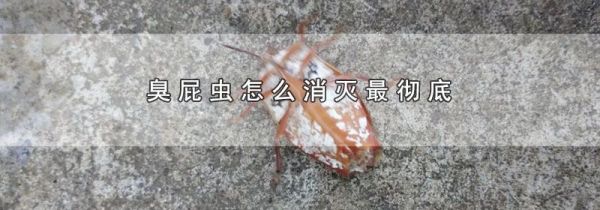 臭屁虫怎么消灭最彻底