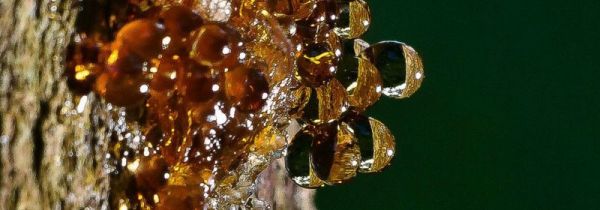 树脂是什么材料