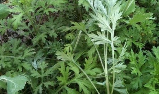 艾草叶泡脚多长时间好