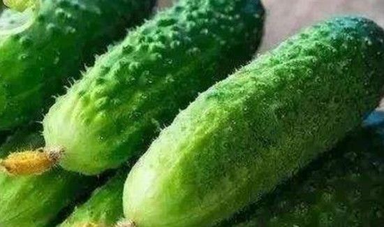 黄瓜能放冰箱冷藏吗