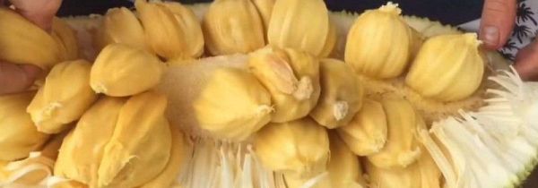 切开后的菠萝蜜没熟怎么办