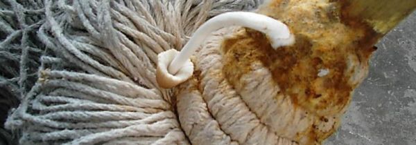 拖把上为什么会长蘑菇