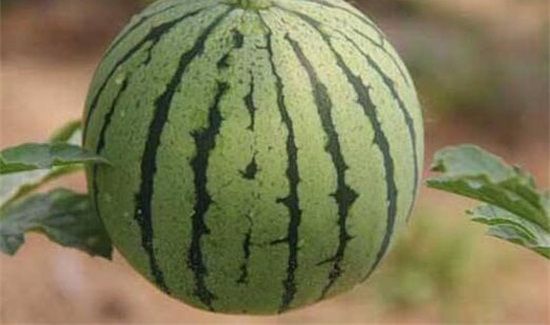 切开后的西瓜吃不完怎么办