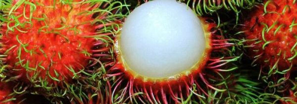 红毛丹怎么保存