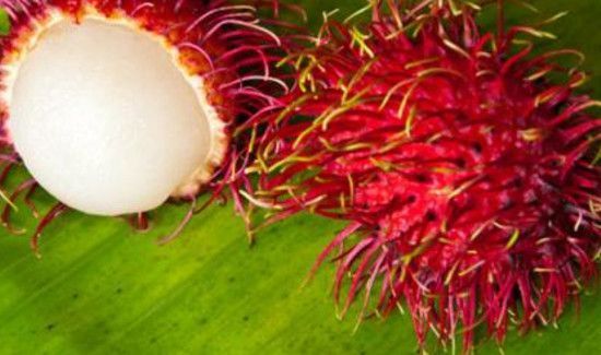 红毛丹怎么保存