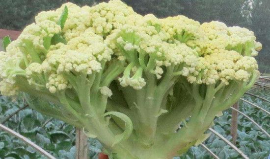 花菜能跟毛肚一起吃吗