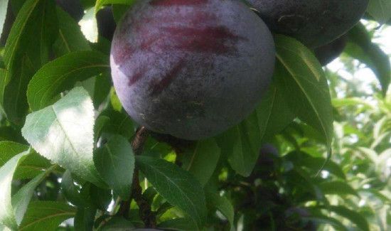 黑布林吃多了会怎么样