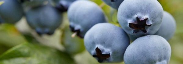 蓝莓吃多了会怎么样