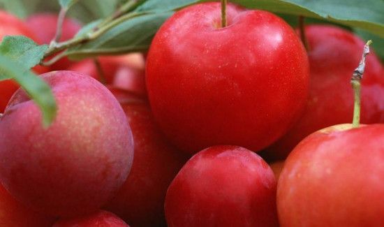 小李子吃多了会怎么样