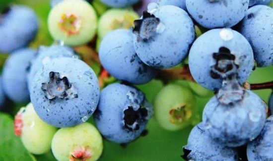 蓝莓吃多了会怎么样