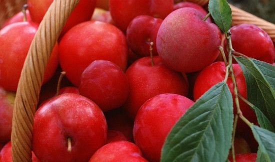 小李子吃多了会怎么样