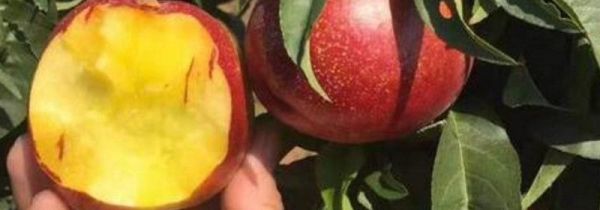 桃子软了是不是坏了