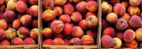 桃子软了怎么保存