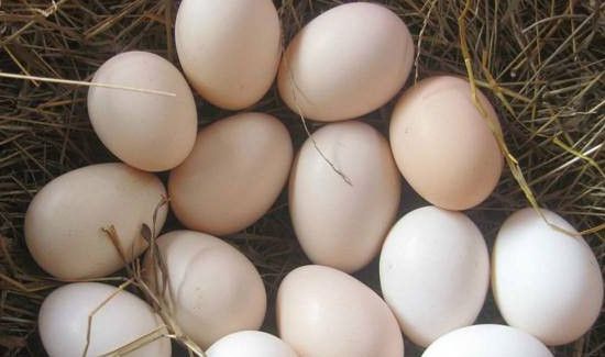 鸡蛋不煎熟有细菌吗