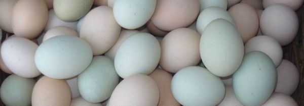 鸡蛋不煎熟有细菌吗