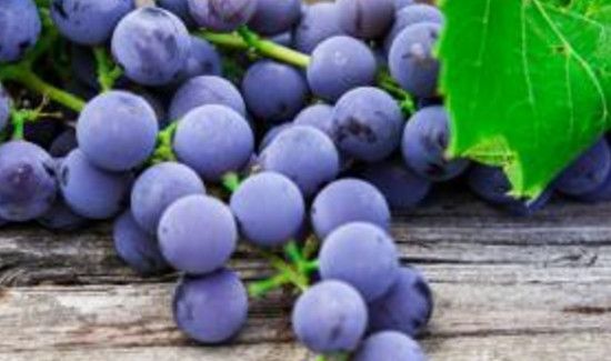 法国葡萄酒的制作方法