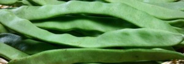 大葱和芸豆角能一起炒吗