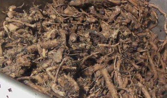 中药渣可以做花肥吗