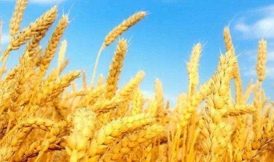 芒种是几月几日