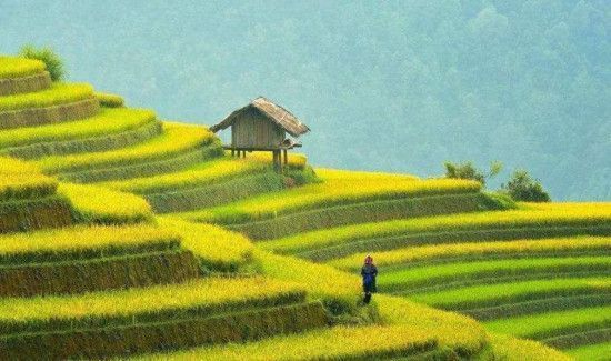 芒种是几月几日
