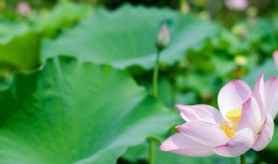 大暑是几月几日