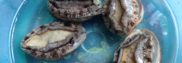 鲍鱼的清洗方法有哪些