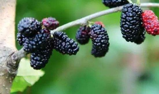 桑树果泡酒方法
