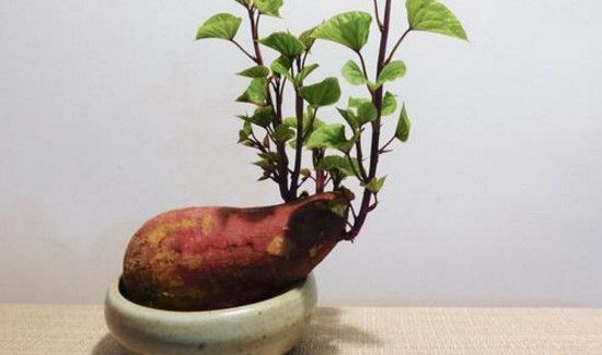 红薯发芽了怎么办