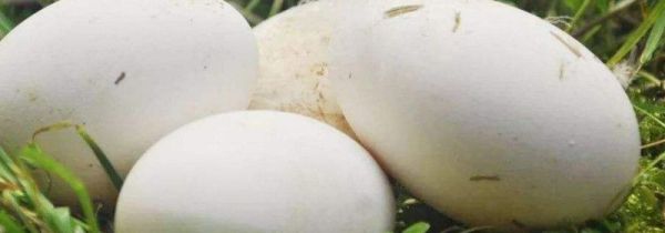 鹅蛋能和鸡蛋一起吃吗