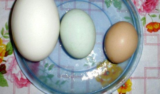 鹅蛋能和鸡蛋一起吃吗