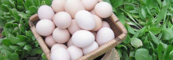 鹅蛋能和茄子一起吃吗