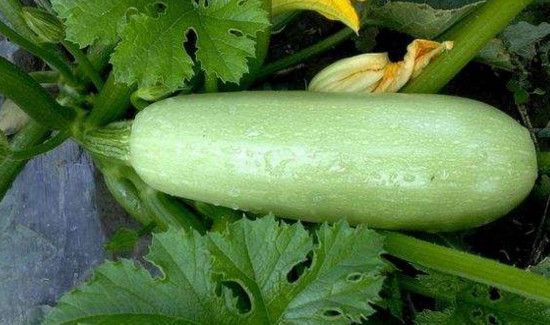 西葫芦怎么挑